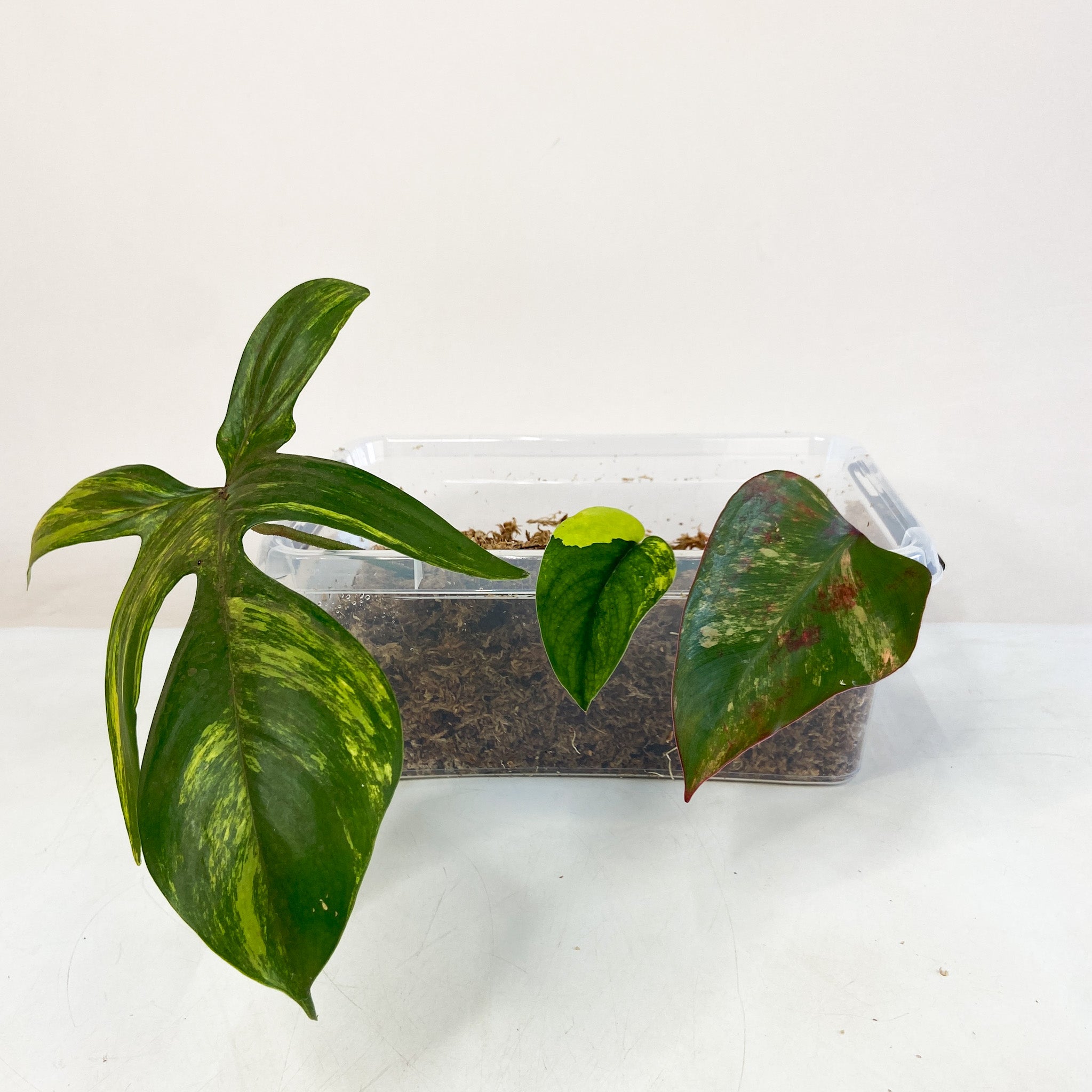 Ableger Box 1x Philodendron Florida Beauty; 1x Philodendron Strawberry Shake; 1x Scindapsus Pictus Jade Satin Variegata Foliage Dreams