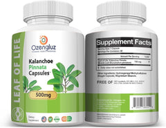 Kalanchoe Pinnata 500mg 120 Cápsulas | Bienestar - Cathedral Bells