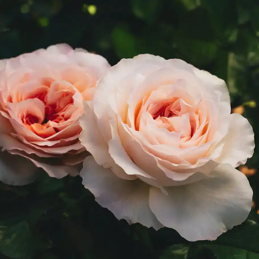 Two pink roses with green leaves in the background