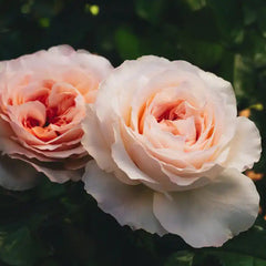 Two pink roses with green leaves in the background