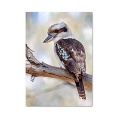 Poster Chant du Kookaburra